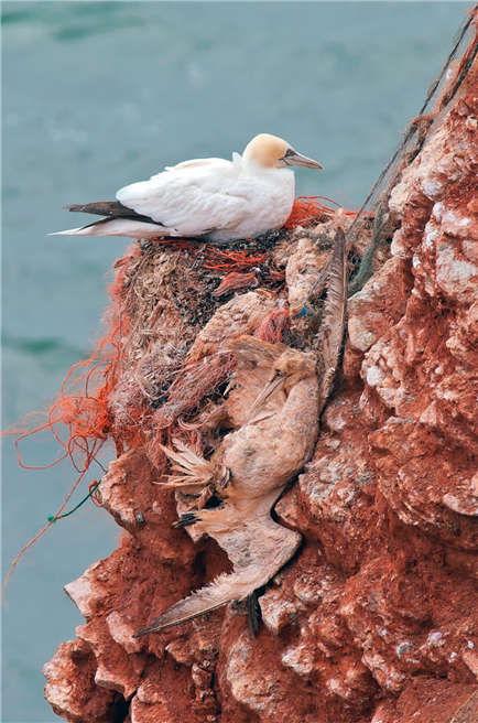 In eingetragenen Nestresten strangulierter Basstölpel auf Helgoland. © Umweltbundesamt