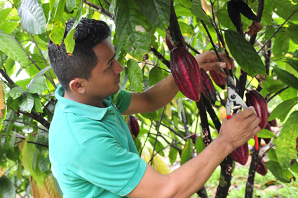 Sozial und ökologisch nachhaltig – die Ritter Sport Plantage El Cacao soll neue Standards im Kakaoanbau setzen. © Ritter