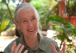 Jane Goodall © Jane Goodall Institut