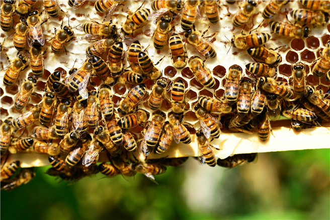 Das Bienensterben ist auch in CeBIT-Partnerland Japan Thema. © pixabay.de