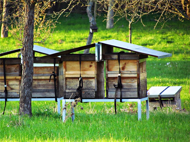 Bienenstöcke © kasiaczernik, pixabay.com
