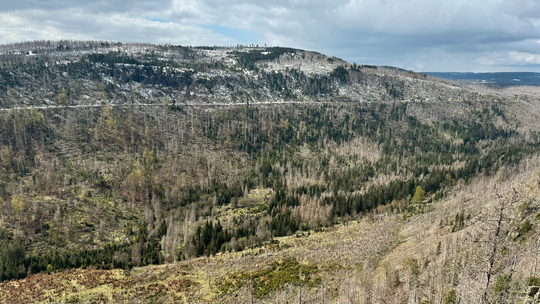 Naturschutz im Harz – gemeinsame Anstrengungen zur Bewältigung der Klimakrise