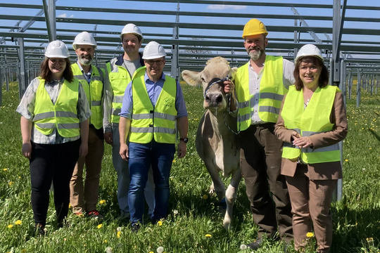 Solarstrom für die Produktion, Schatten für die Kühe