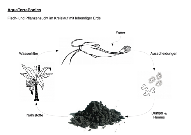 Das Schaubild verdeutlicht den Nährstoffkreislauf zwischen Wasser und Erde sowie zwischen Pflanzen und Fischen. Abbildung: © TopFarmers GmbH