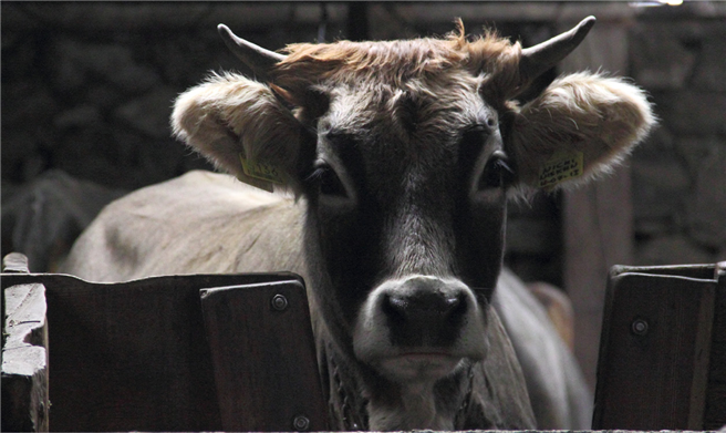 Können wir Nutztierhaltung auf Augenhöhe mit den Tieren gestalten? © Niklas Wawrzyniak, Bioland