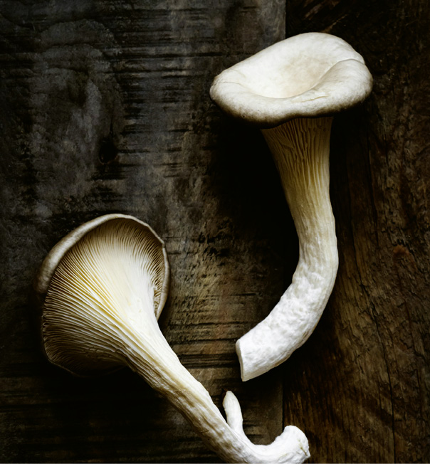 Ein Rohstoff für die Zukunft: Austernpilze bilden die Grundlage für das 100 Prozent biobasierte HyphaLite. © Monika Grabkowska für Unsplash+