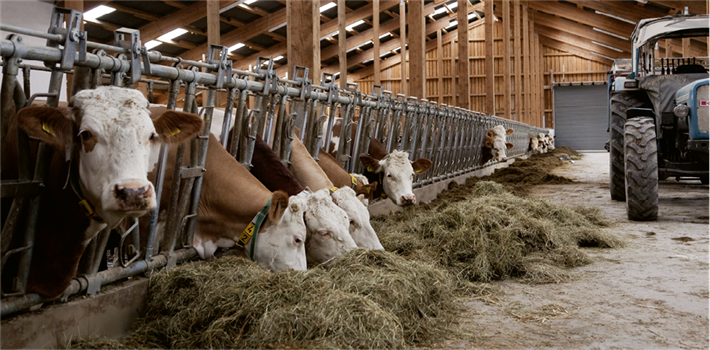 Gesunde Tiere, gesunde Menschen: In Deutschland fehlen die Wertschätzung für tiergerecht produzierte Lebensmittel und faire Arbeitsbedingungen für Bauern. © MarcelS@stock.adobe.com