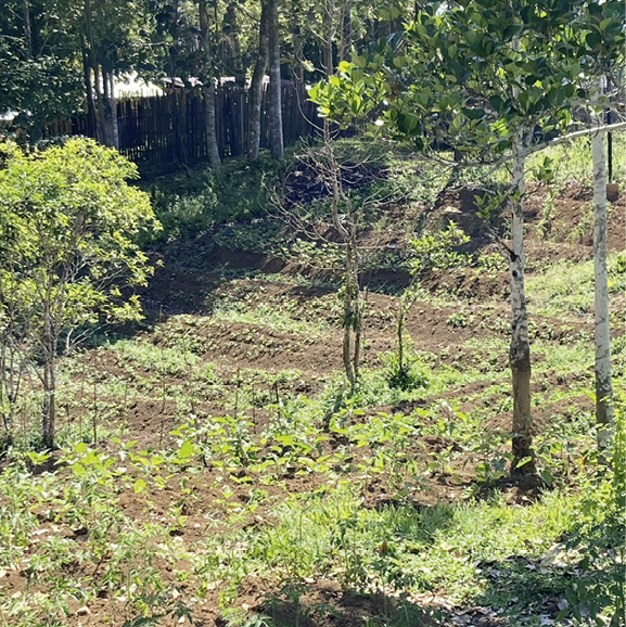 Biologischer Landbau im (Ex)Rebellen Camp © Bernward Geier