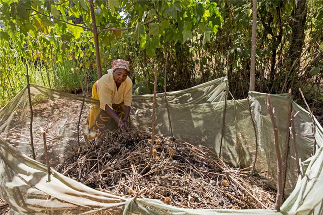 Die Herstellung von Kompost, wie sie die Kleinbäuerin Josephine Ithiru aus Chuka auf ihrer Farm für den 'POR Baby-Trial' praktiziert, ist eine wichtige Komponente für den biologischen Anbau (Foto: Peter Lüthi, Biovision). 
