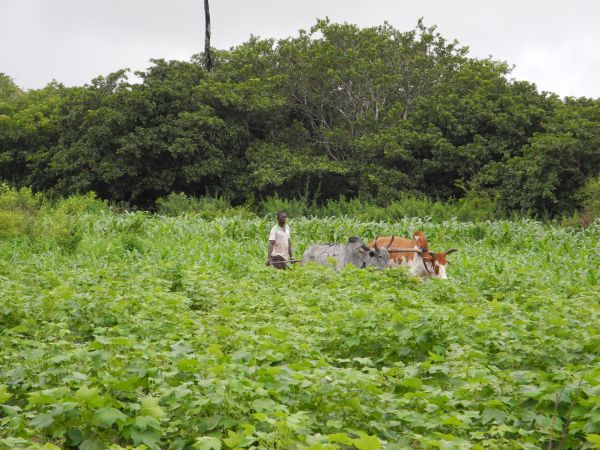 Baumwoll-Farm in der Côte d’Ivoire. © WHH/Schneider