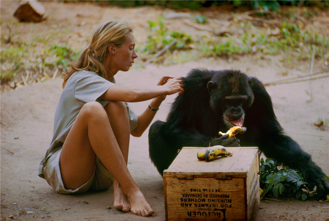 Gombe, Tansania – David Greybeard war der erste Schimpanse, der seine Angst vor Jane verlor. Wie im Film gezeigt wird, ging Jane später distanzierter mit wilden Schimpansen um. © mindjazz pictures