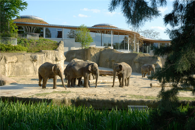 Elephants are the symbol of wisdom and strength. © Kölner Zoo
