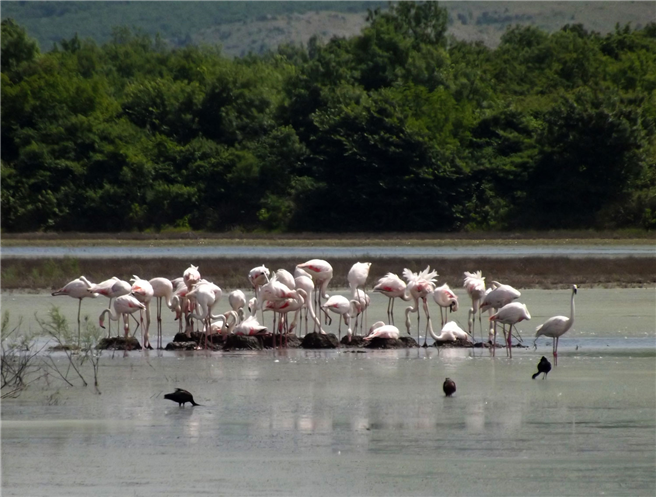 Brütende Flamingos in der Saline Ulcinj, 2013. © Mihailo Jovicevi? / CZIP
