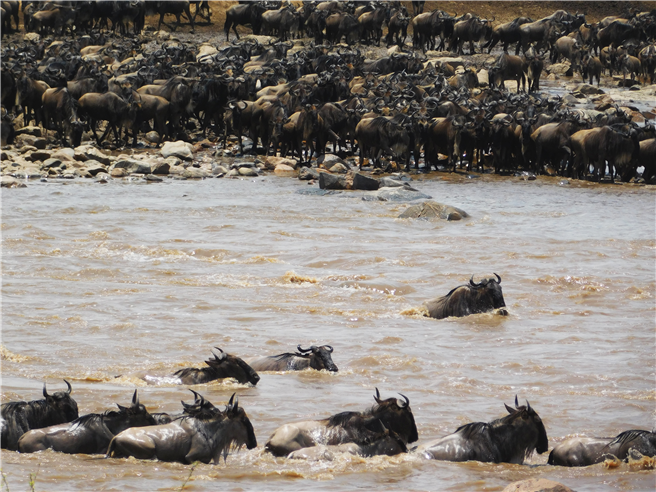 Wandernde Gnus überqueren den Mara River – künftig wohl ein immer seltenerer Anblick © Universität Hohenheim / Joseph Ogutu
