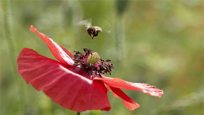 Aus der Folge ‚Deutschland: Rosenfeld, ein Paradies für Bienen‘: Norberts Bienen haben das Privileg, Nektar und Pollen auf Blumenwiesen zu sammeln, die extra für sie gesät wurden. Benachbarte Gärtner und Landwirte stimmen ihre Kulturen auf die Bedürfnisse der Bienen ab. © Grand Angle Productions