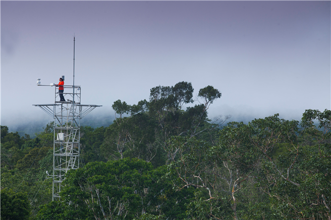 Das Projekt AmazonFACE erforscht Auswirkungen des Klimawandels im Regenwald. © TUM