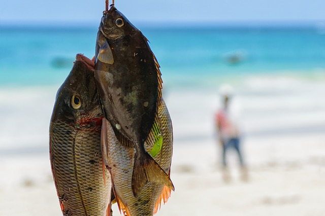 Am 9. Juli 2019 geht Europa der Fisch aus. © EmilianDanaila, pixabay.com