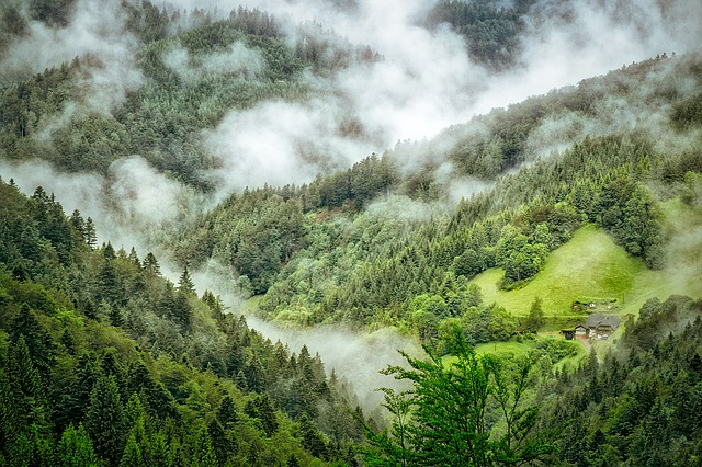 Der Wald in Deutschland braucht schnelle, unbürokratische Hilfen. © ThomasWolter, pixabay.com