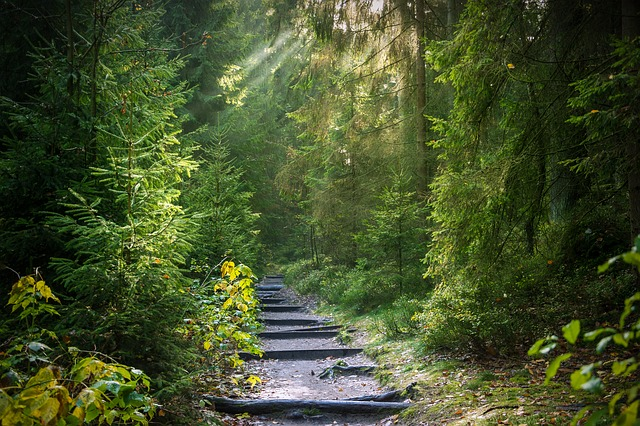 Anlässlich des einberufenen 'Nationalen Waldgipfels' drängen Umweltorganisationen auf eine ökologische Wende in der deutschen Waldpolitik. © Seaq68, pixabay.com