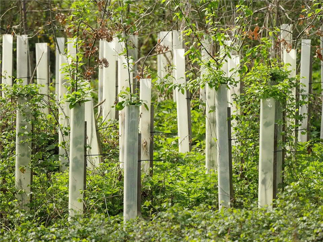 pakadoo sorgt dafür, dass in Deutschland im nächsten Jahr 100 neue Bäume gepflanzt werden © Pixabay.com