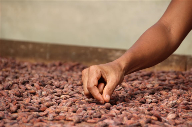 Trockenanlage beim GEPA-Partner CECAQ-11 Die Mitglieder von CECAQ-11 haben inzwischen weitere dezentrale Fermentations- und Trocknungsanlagen aufgebaut, um eine bessere Kakaoqualität zu produzieren und die Abhängigkeit vom kommerziellen Zwischenhandel zu durchbrechen. © GEPA - The Fair Trade Company 