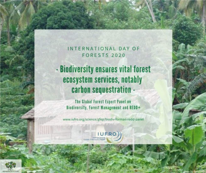 Ein Expertenteam startet am Internationalen Tag des Waldes eine umfassende wissenschaftliche Studie. © IUFRO