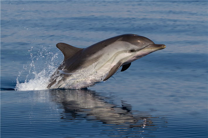 © Dolphin Biology and Conservation