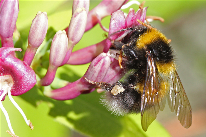 Gartenhummel (Bombus hortorum) © Hans-Jürgen Sessner