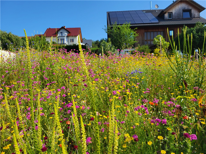 Ehemaliger Gewinnergarten © Mein wildes Wiesen