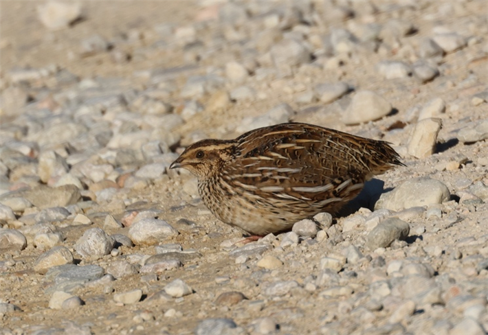 Die Wachtel (Coturnix coturnix) ist der einzige Langstreckenzieher unter den europäischen Hühnervögeln. Früher sah man zur Zugzeit Tausende an den Küsten des Mittelmeeres, heute sind es viel weniger. © Karin Herr