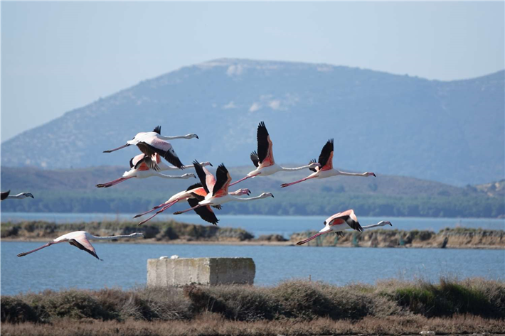 Der Flughafen wird in der Nähe zur Narta-Lagune gebaut; hier leben auch Großvögel wie Flamingos und Pelikane. © Zydjon Vorpsi / PPNEA