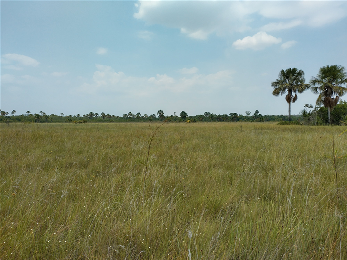 Peat swamp Savanna in the Brazilian Cerrado © Felix Beer