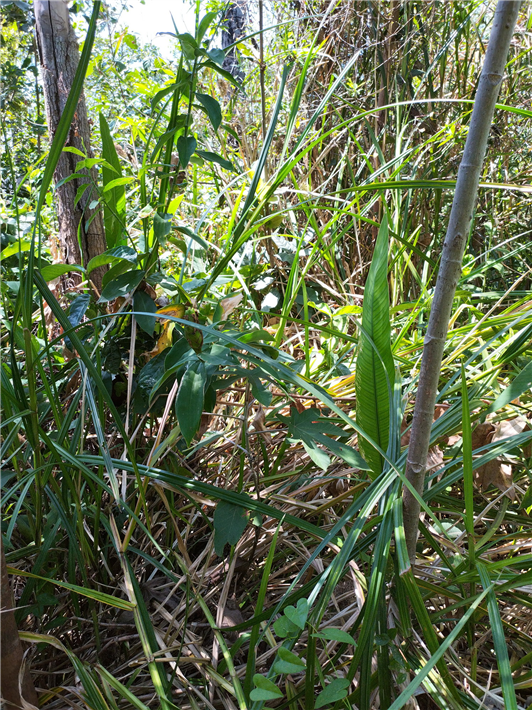 Vegetation of peat swamp forest in Brazil © Felix Beer