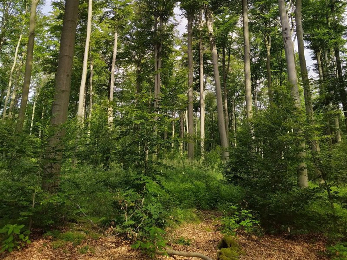 Im Verbundprojekt sensFORclim wurde auf verschiedenen Böden und klimatischen Standorten nach Buchen mit erhöhter Trockenheitsresistenz gesucht. © Yves-Daniel Hoffmann