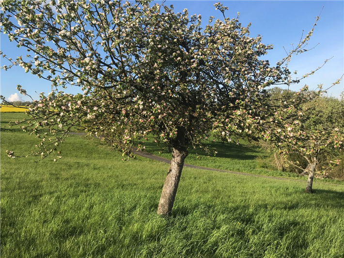 Blühende Obstbäume auf der Gaaler Heide © Thomas Kohl