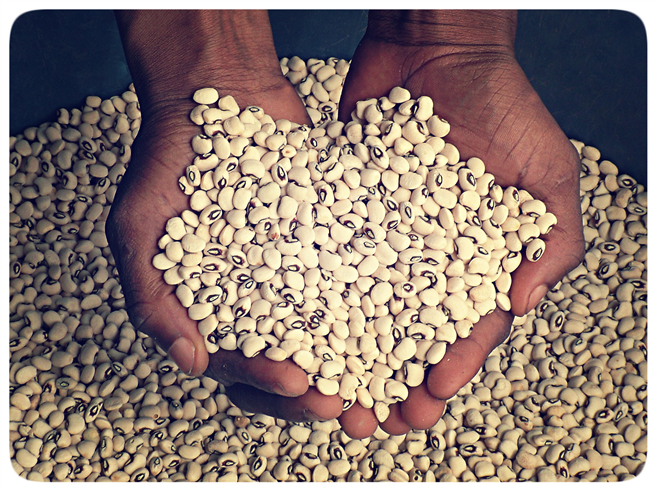 Immer noch werden 80 Prozent des Saatguts in Afrika informell hergestellt und weitergegeben. Foto: www.grain.org