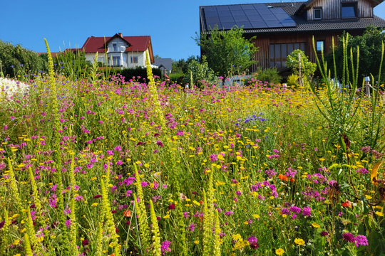 Deutschland summt! - Circa 28 Hektar blühende Vielfalt für Wildbienen & Co.