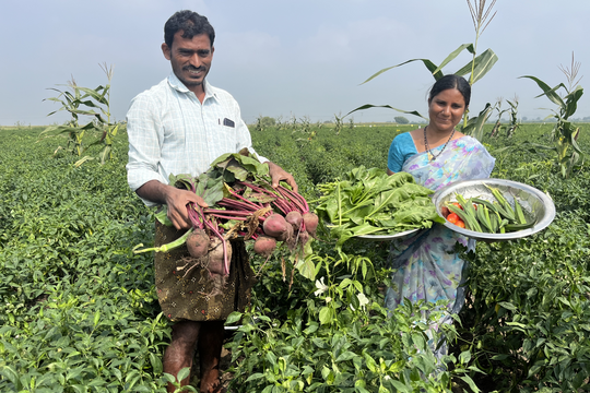 Scaling Natural Farming Globally: Pilot Case Study in Zambia