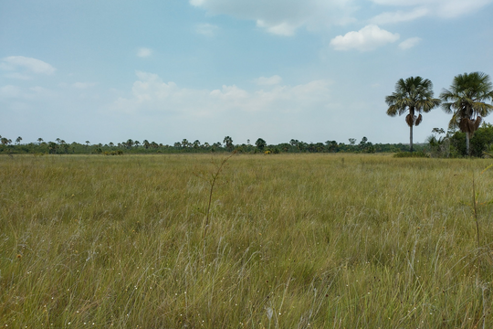 Peatland breakthrough needed in Brazil