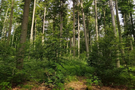 Saatgut für den Klimawandel