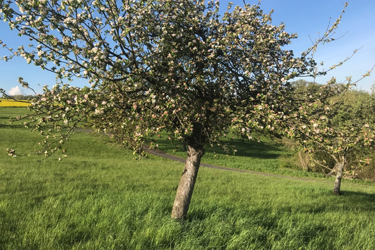 Geilnauer Naturpflegegemeinschaft wertet alte Streuobstwiesen auf