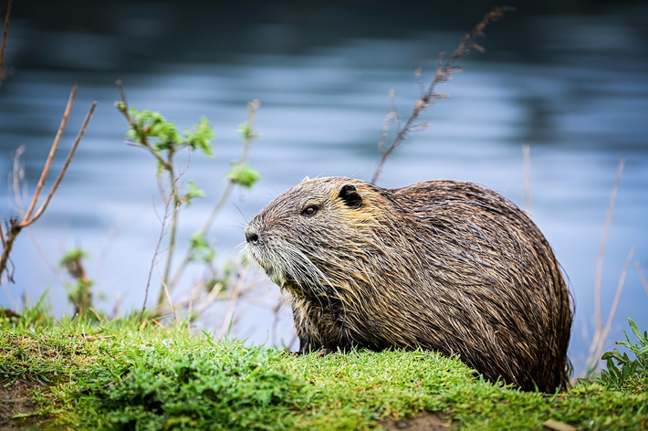Der Mensch als Herr und Meister über die Natur?