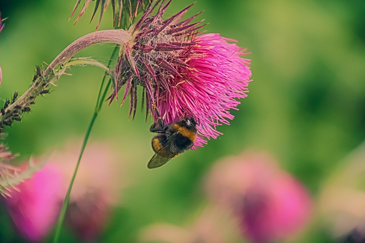 UN-Biodiversitätskonferenz: Zu wenig Geld für Rettung der Natur