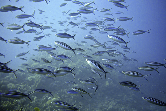 Launch of the United Nations Ocean Investment Protocol