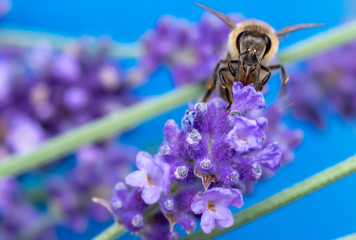 Bienen, Biodiversität und das BIP