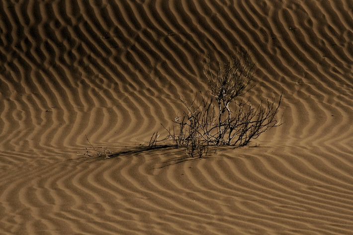 UN-Bericht: Bodendegradation könnte Ernteerträge in den bevölkerungsreichsten Regionen der Welt halbieren und die globale Stabilität bedrohen